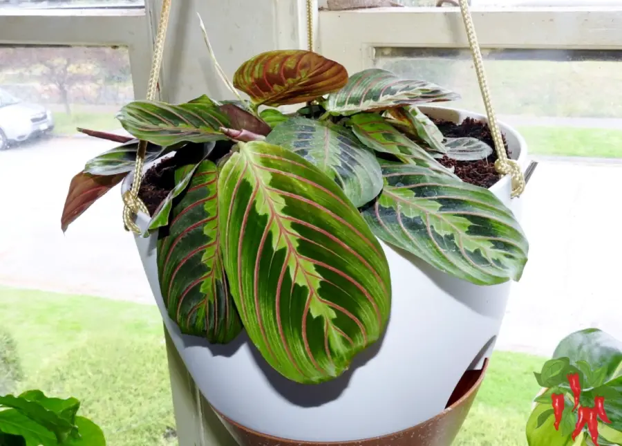 Prayer Plant