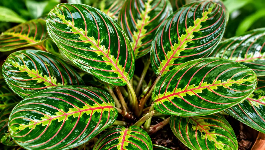 Prayer Plant Care Instructions