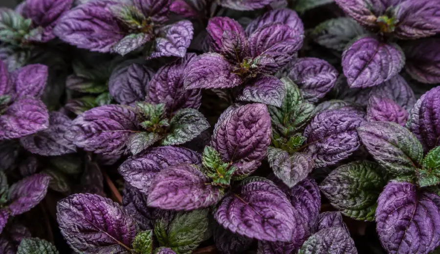 Purple Waffle Plant