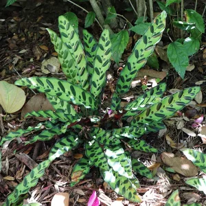 Low-Light Pet-Safe Plants for Dark Corners