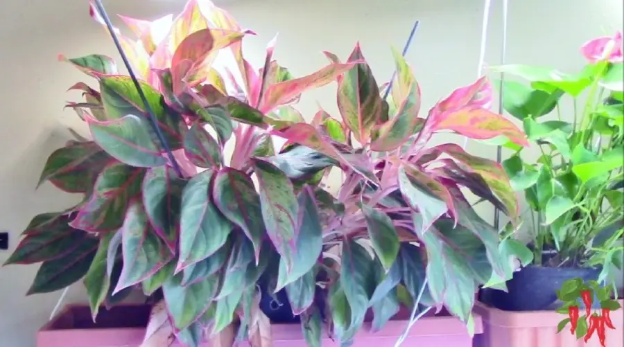 Red Chinese Evergreen