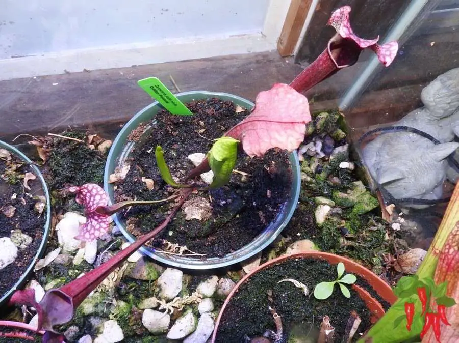 Sarracenia Care in a Carnivorous Plant Terrarium