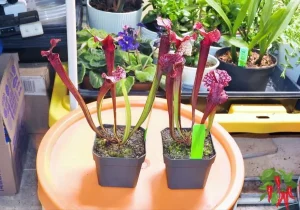 Sarracenia Judith Hindle Pitcher Plant