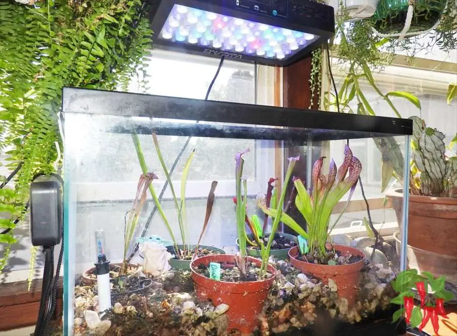 Sarracenia Pitcher Plant Terrarium System