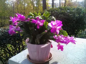 Zygocactus Care Indoors - Schlumbergera truncata