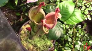 Heliamphora Godzilla Terrarium Setup: What Actually Works Indoors