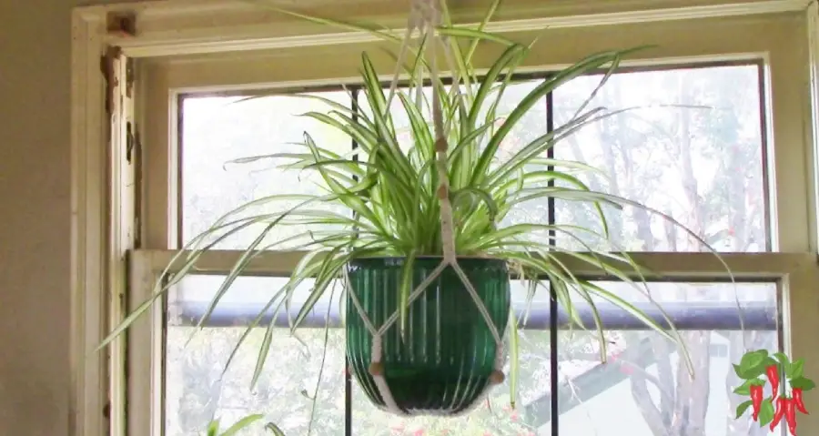 Spider Plant