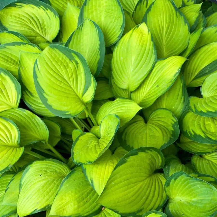 Propagating Hostas