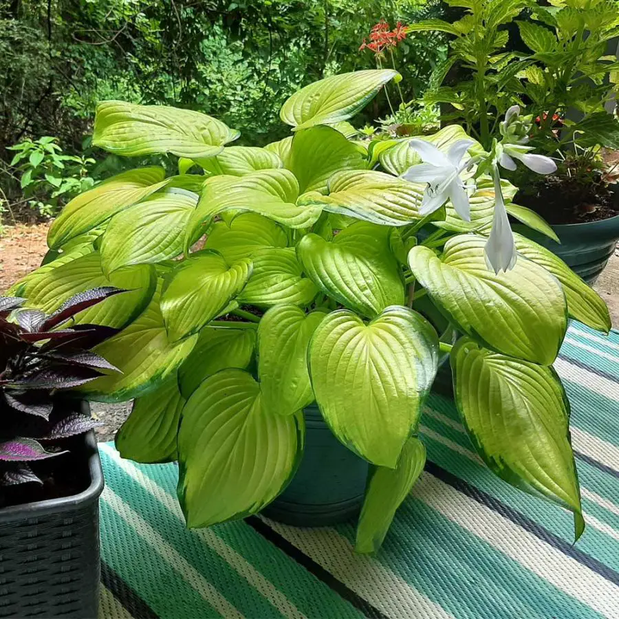 hosta in sunlight