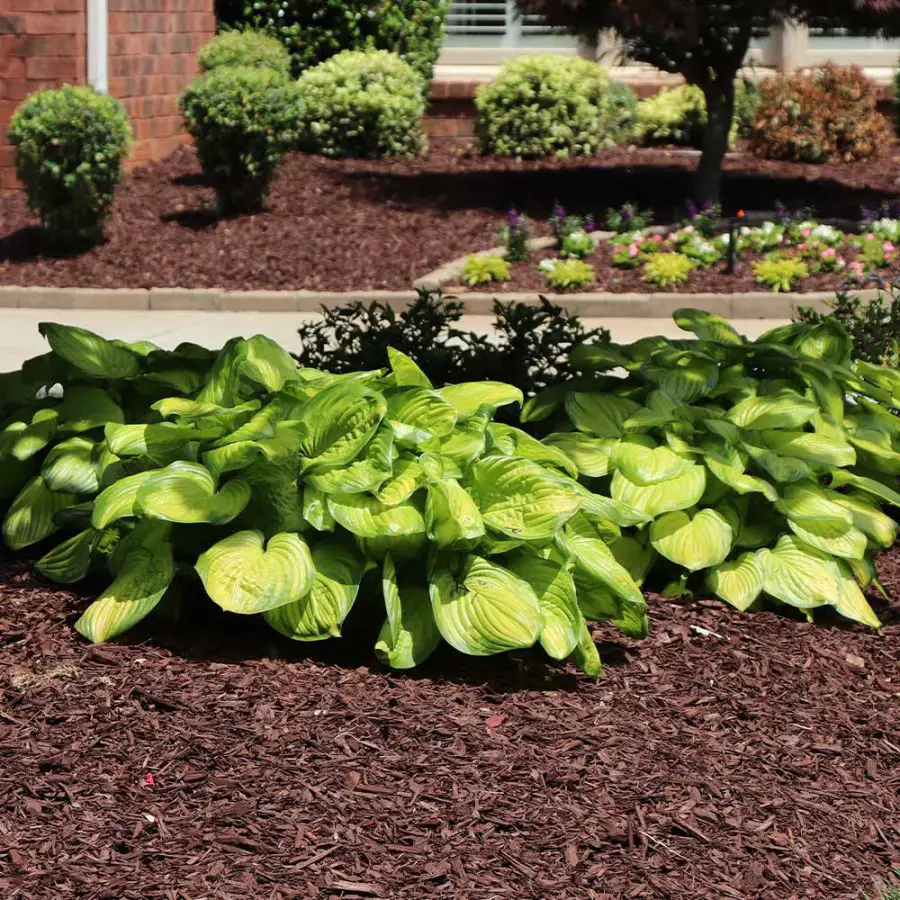 hostas in a bed