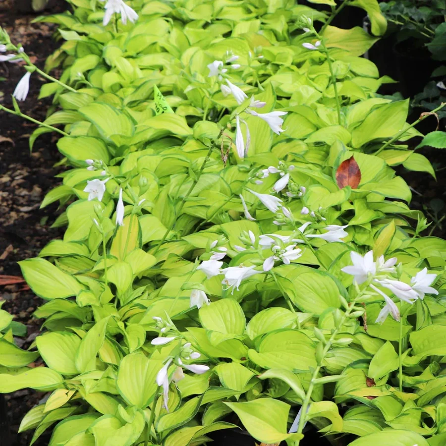 flowering hosta plant