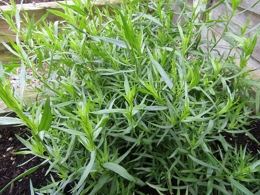 French Tarragon Indoors