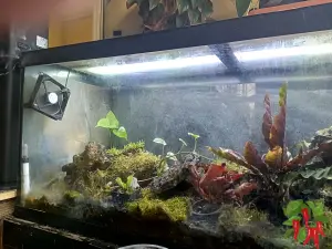 Terrarium Airflow - What Actually Matters