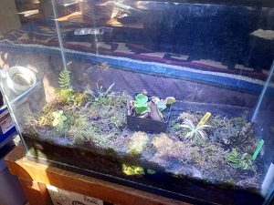 Terrarium Substrate: Best Soil Mixes for Plant Terrariums