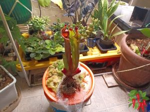 The Monster Is Out! Heliamphora Godzilla Unboxing
