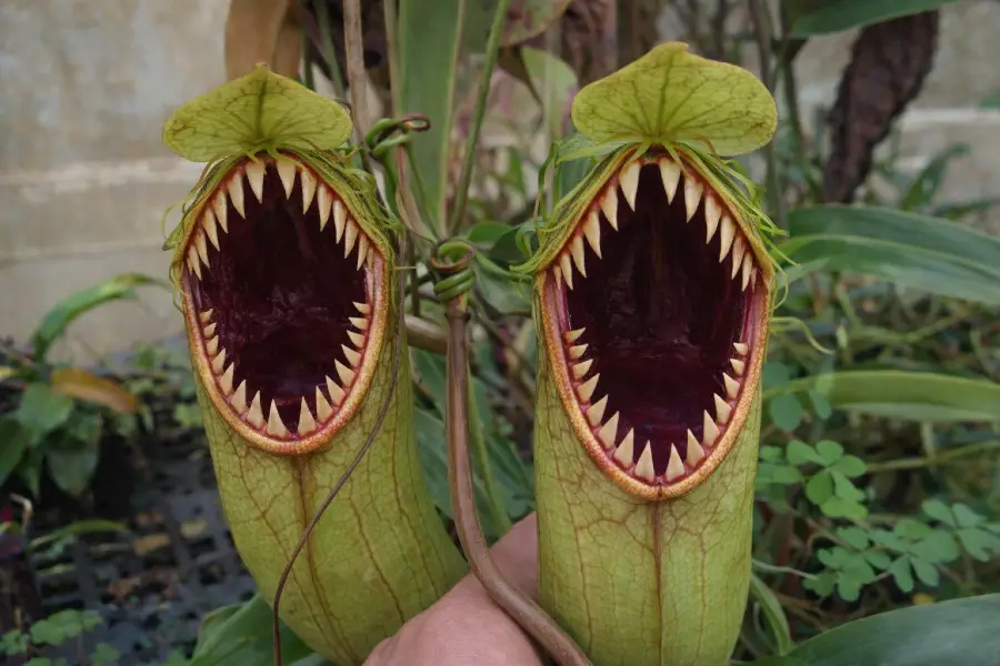 The Nepenthes That Bites Back Why Hamata Is the Most Ferocious Pitcher Plant