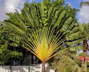 Travelers Palm Houseplant Care Guide