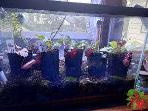 Unboxing 5 New Nepenthes (Adding to My Indoor Carnivorous Setup)