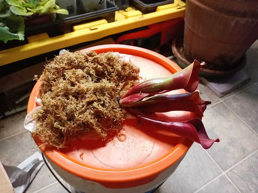 Unboxing Jeremiah's Bullfrog