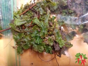 Using Liverwort in Terrariums