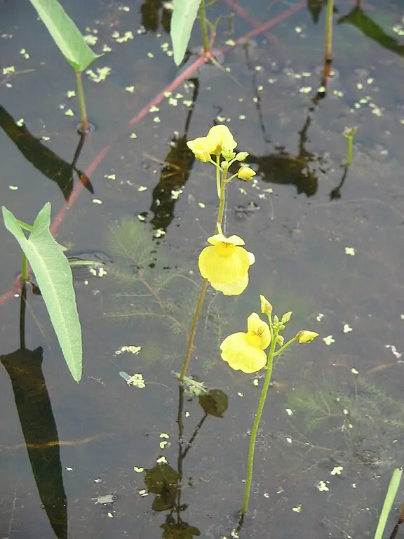 Utricularia aurea