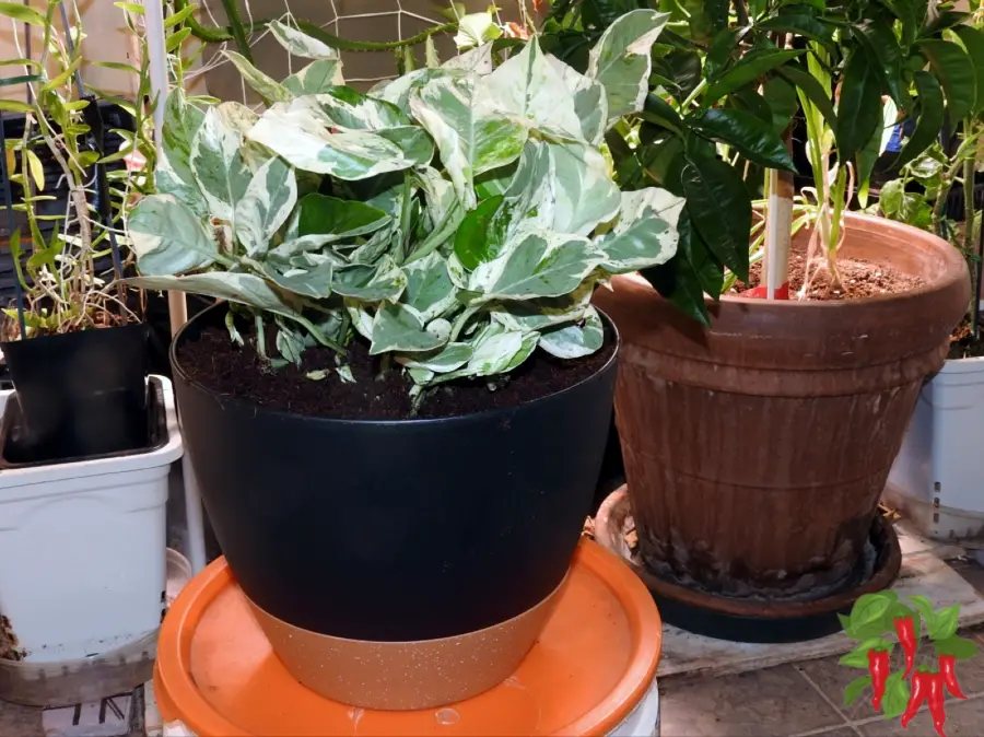 Variegated Pothos