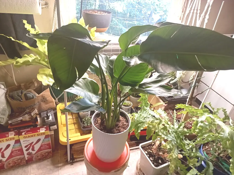 What Is a White Bird of Paradise?