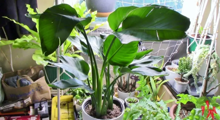 White Bird of Paradise Unboxing