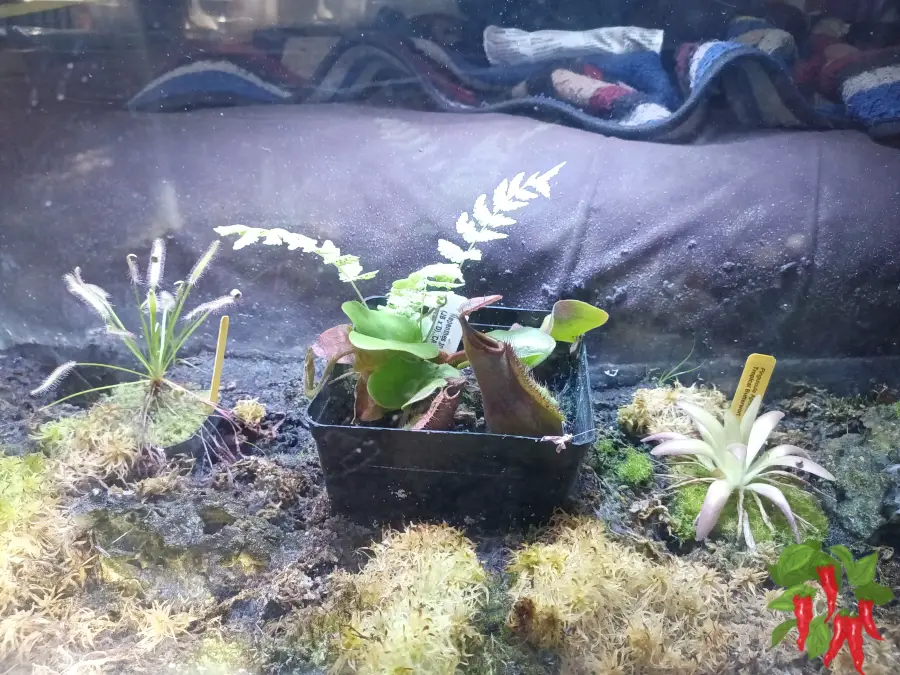 Why Humidity-Dependent Plants Need Terrarium Systems