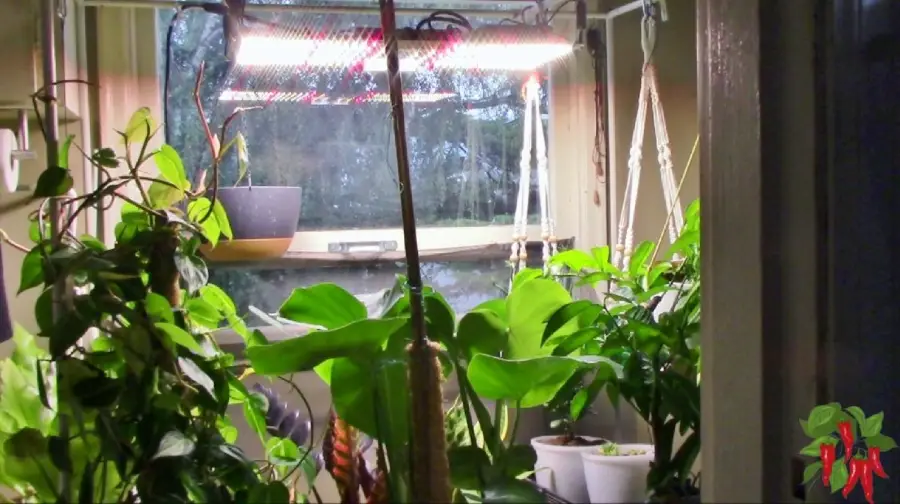 Why Some Indoor Plants Thrive Under Grow Lights