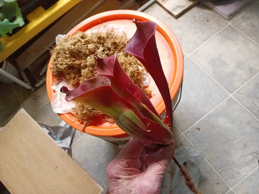 Why This Tank Is Becoming More of a Plant Terrarium