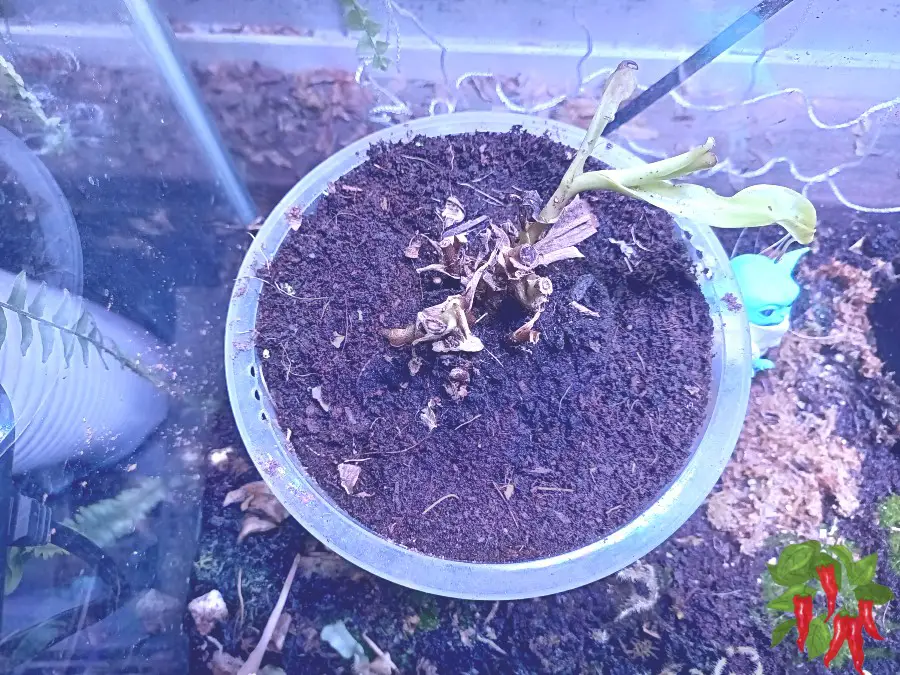 Why Your Nepenthes Aren’t Pitchering