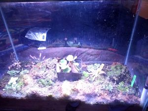 Wicking Bed Using Coco Coir (Easy Setup for Terrariums & Houseplants)