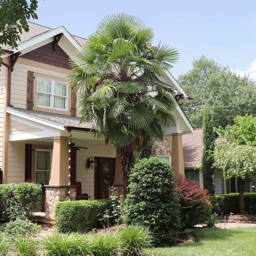 Windmill Palm Care outdoors