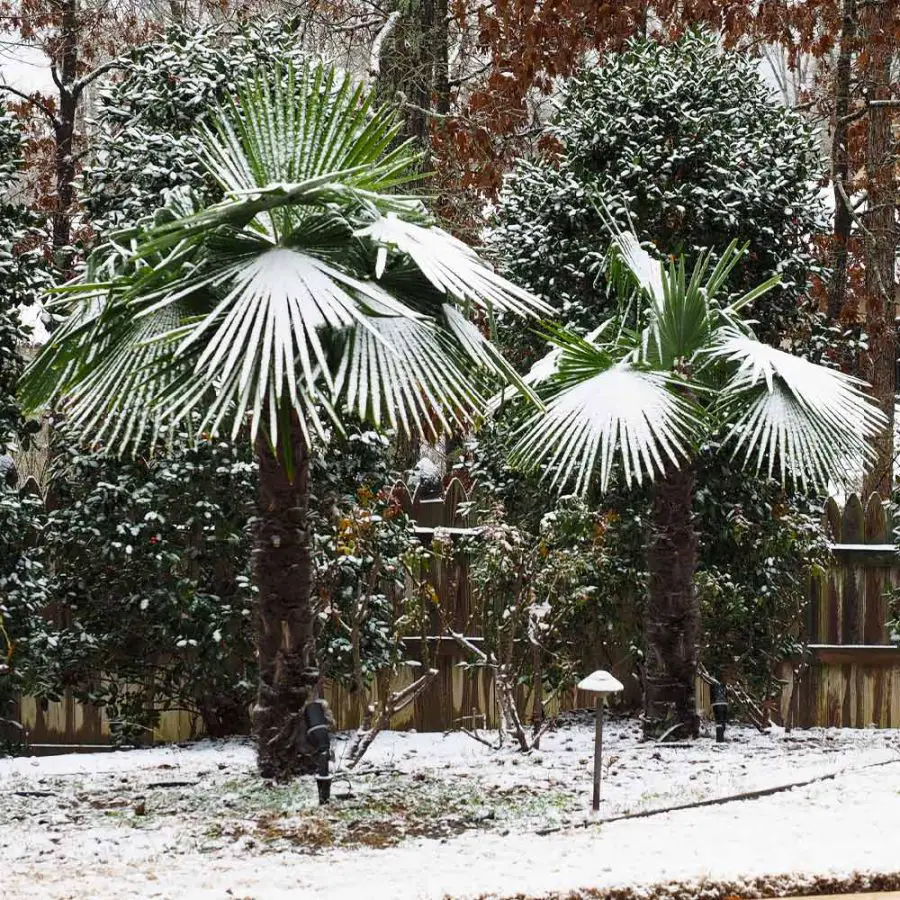 Windmill Palm Care Indoors And Outdoors