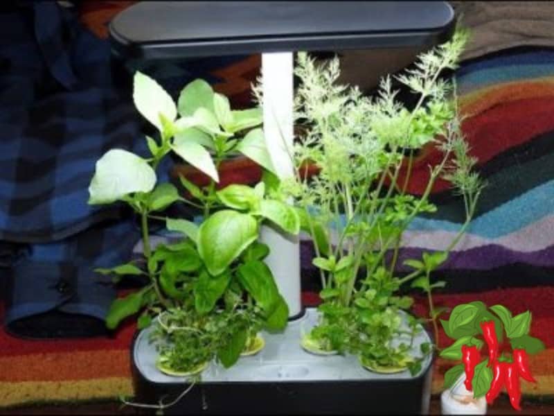 GROWING HERBS IN AN AEROGARDEN HARVEST