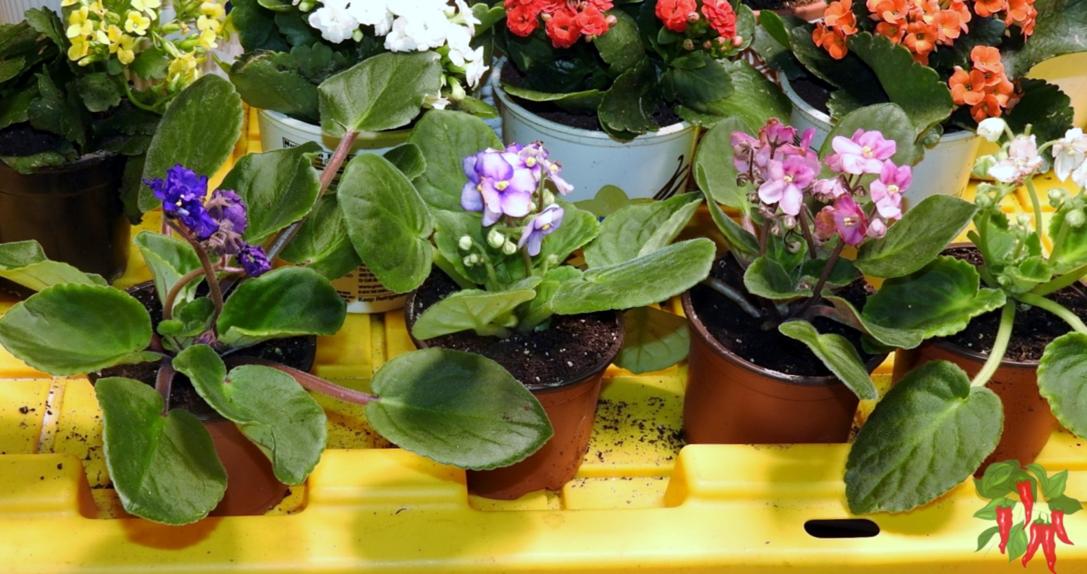 African Violets - Indoor Plants for Small Spaces That Won’t Take Over