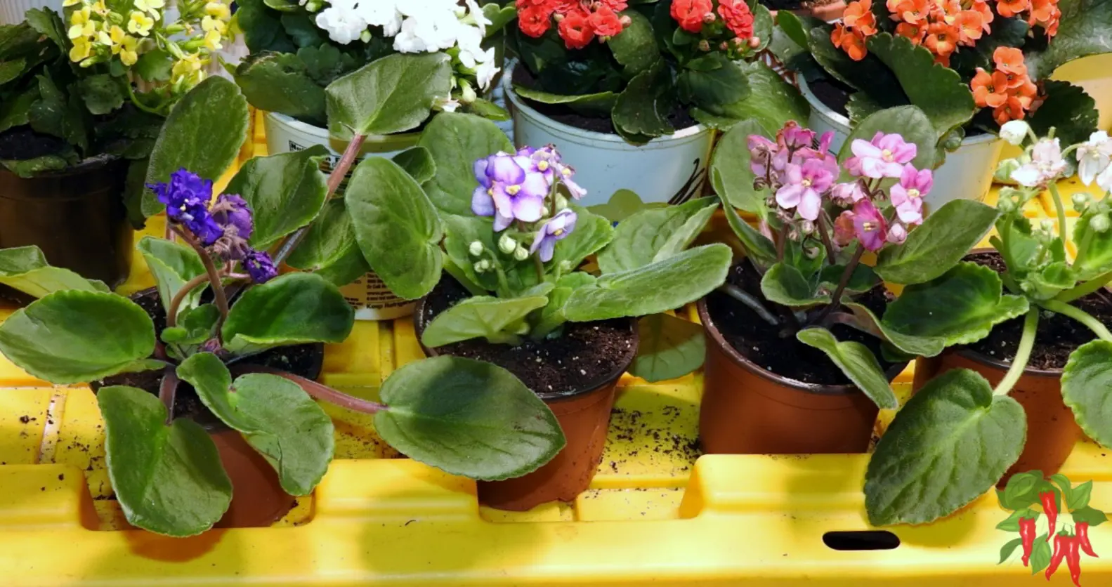 Colorful Pet-Safe Flowering Houseplants - African Violets