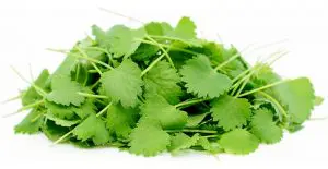 How To Grow Anise Microgreens