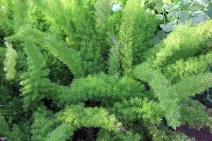 Asparagus Fern Care Indoors-Asparagus setaceus