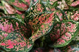 Indoor Houseplants Guide: Best Plants for Every Room - Aglaonema Leaves