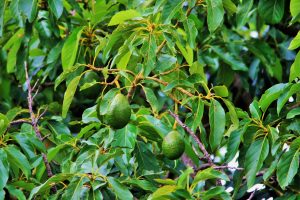 Indoor Avocado Tree Care - Avocado Plant Indoor Care