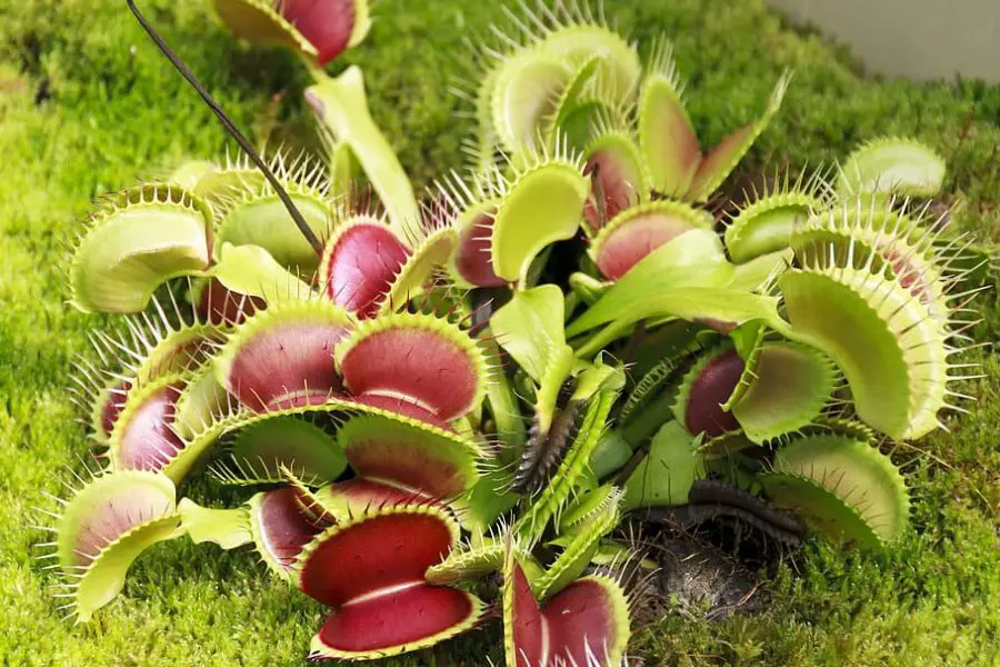 Venus Fly Trap - Carnivorous Plant Care