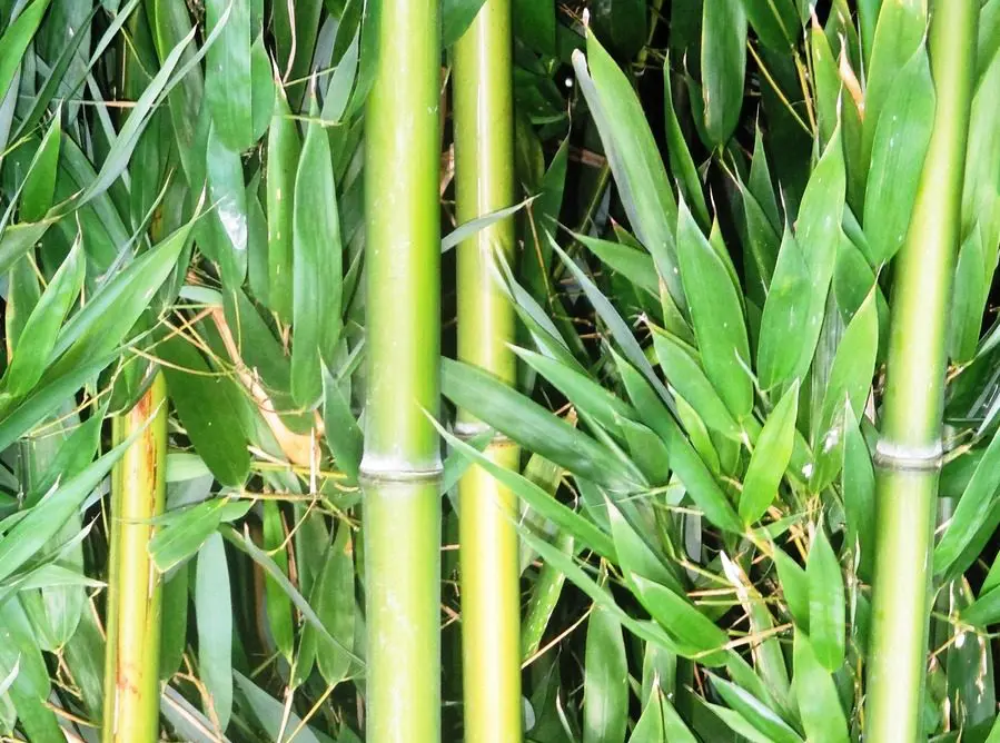 Indoor Bamboo Plant Care Guide