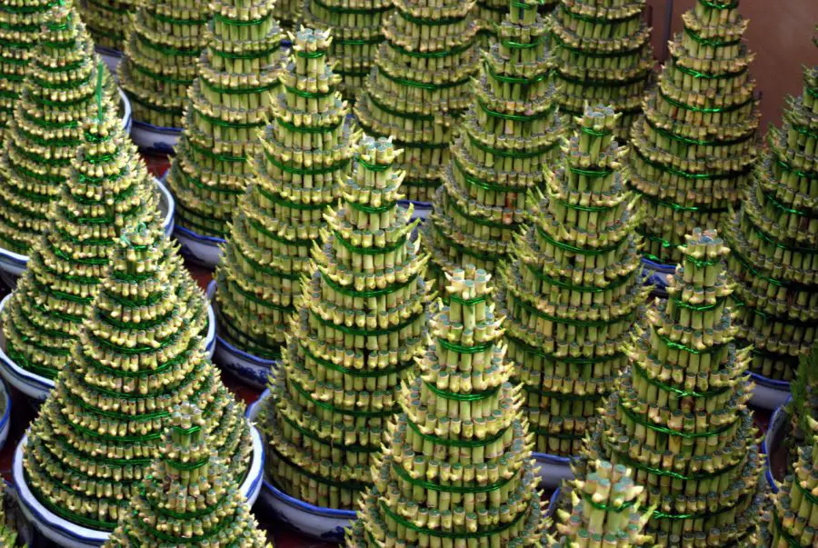 Counting on Luck: Number and Arrangement of Stalks: Significance in Feng Shui - too many to count