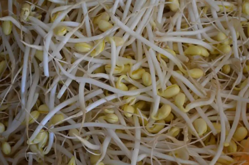 Sprouts Vs Microgreens