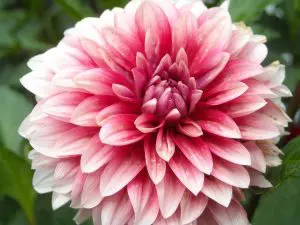 Best Flowers to Grow in Pots: Simple Tips for Beginners - Dahlia Care in Pots Comprehensive Guide