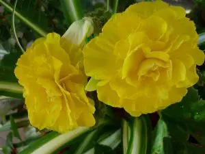Tuberous Begonia Indoors