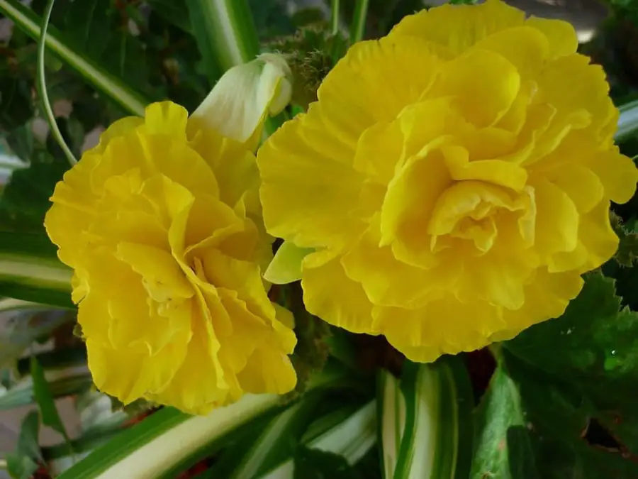 Tuberous Begonia Indoors