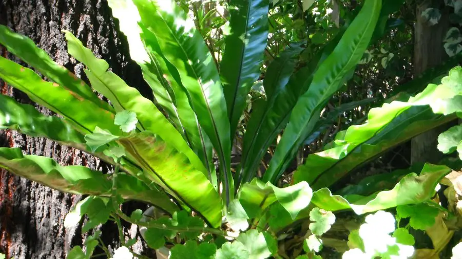 Caring For Bird's Nest Fern Indoors